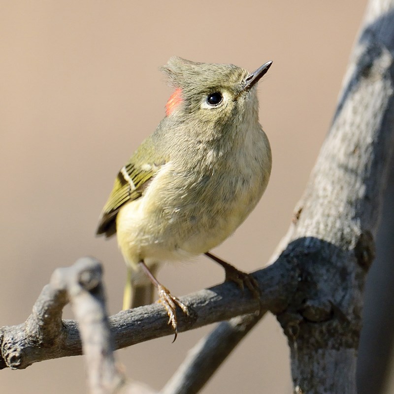 36_Kinglets___Gnatcatchers