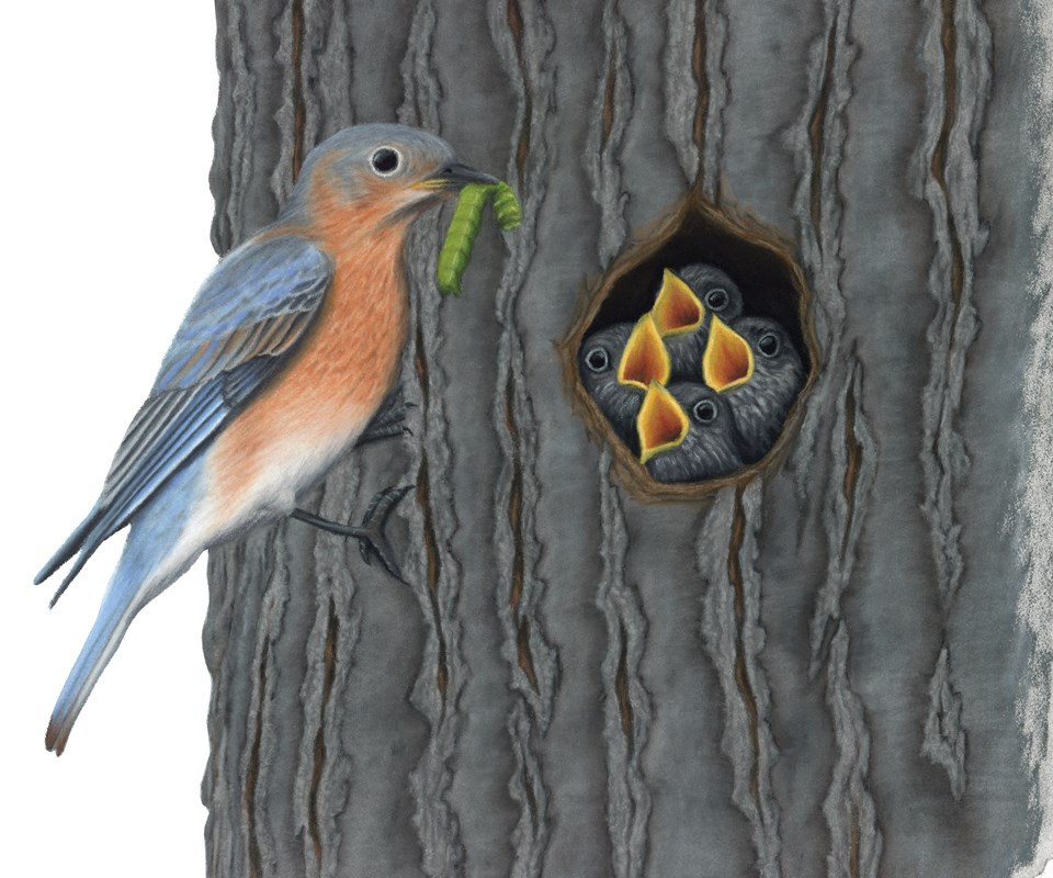 37_Bluebirds___Thrushes