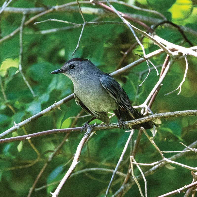38_Catbirds,_Mockingbirds___Thrashers