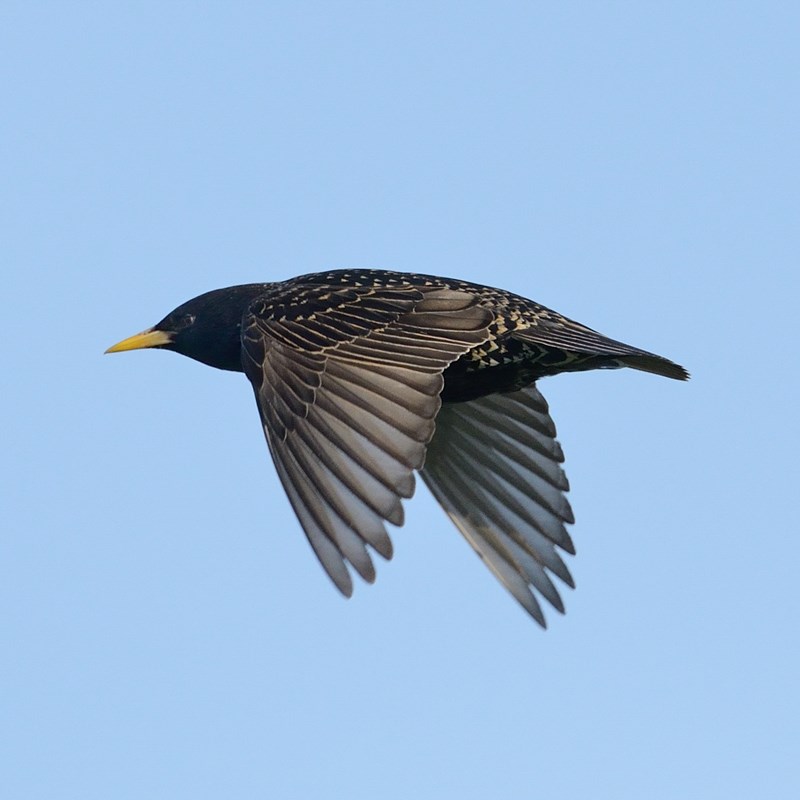 39_Starling