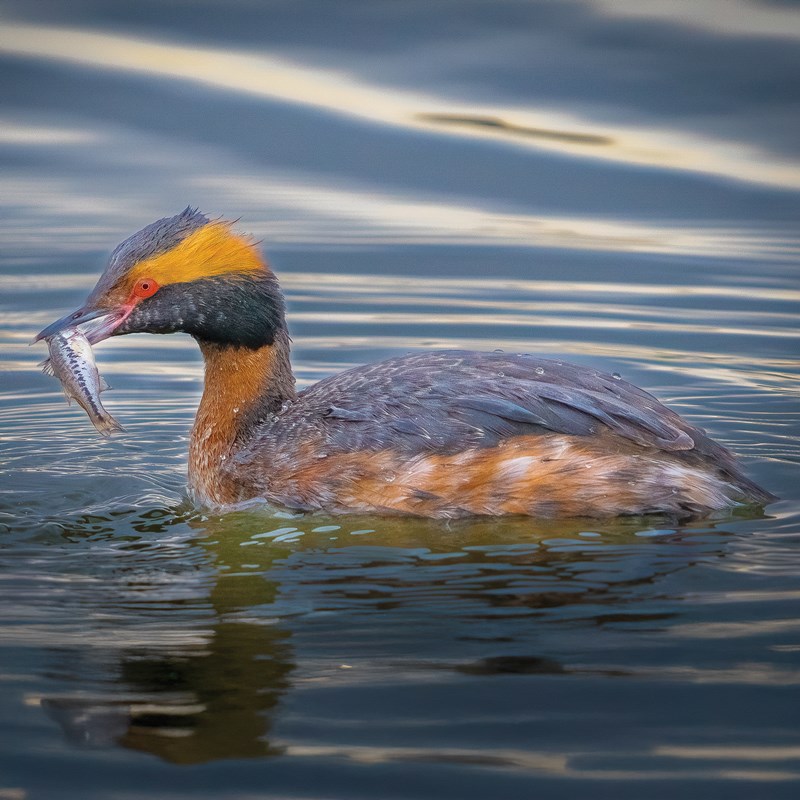 3_Grebes