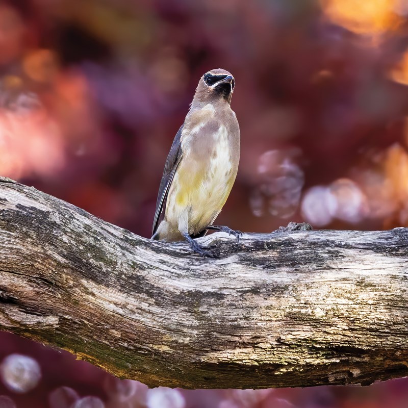 40_Waxwing