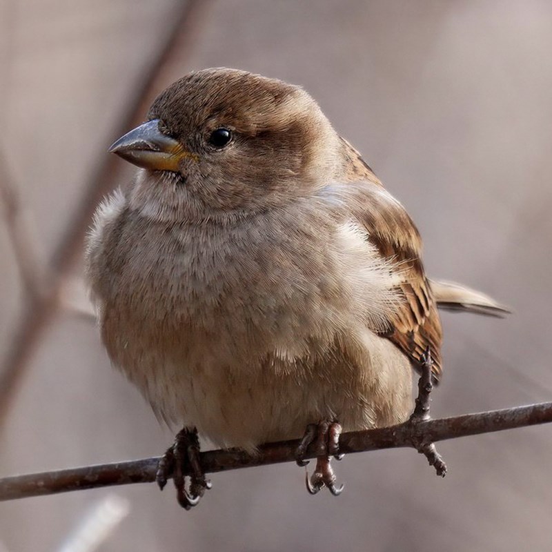 41_Old_World_Sparrow