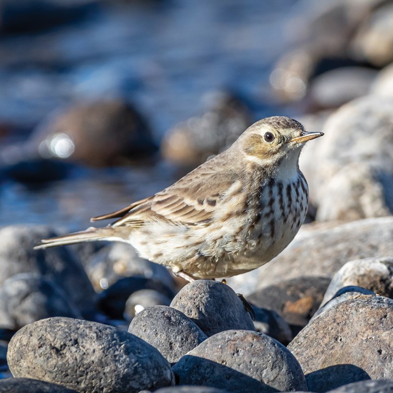 42_Pipit