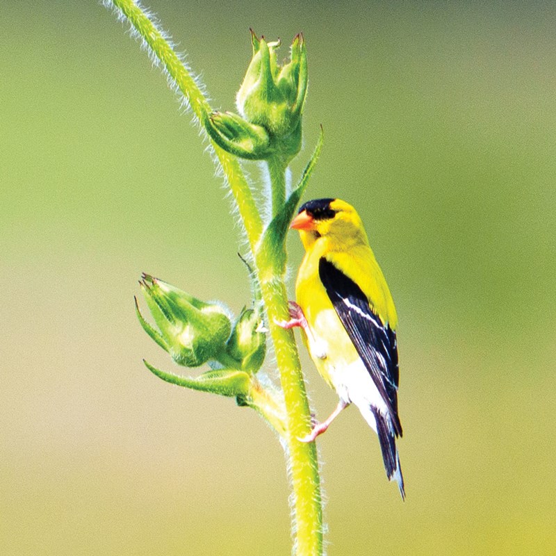 43_Finches