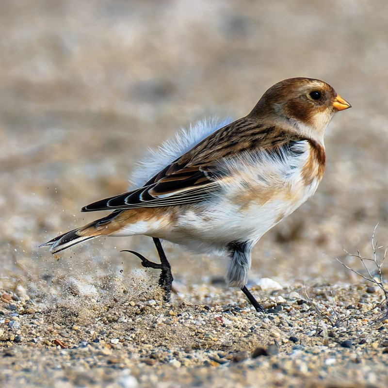 44_Longspurs___Old_World_Buntings