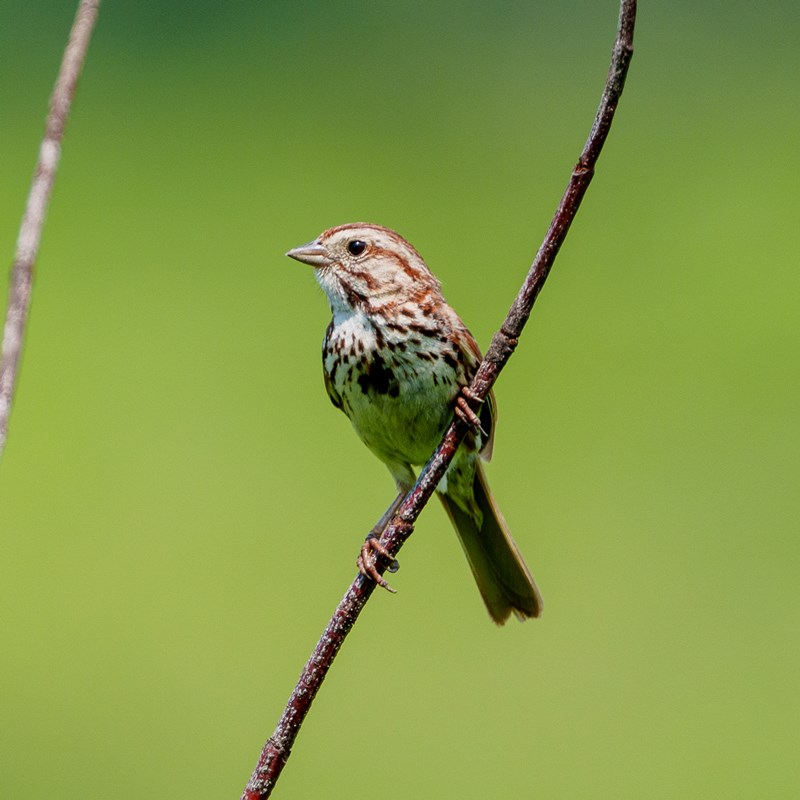 45_New_World_Sparrows,_Juncos___Towhees