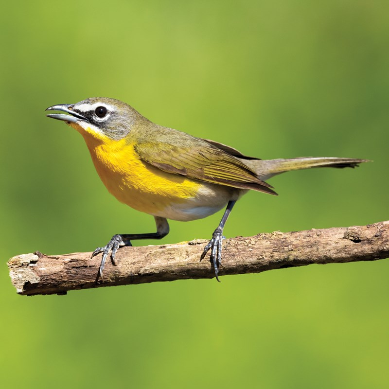 46_Yellow-breasted_Chat