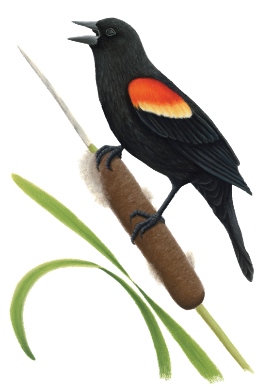 47_Blackbirds,_Bobolinks,_Meadowlarks,_Grackles,_Cowbirds___Orioles