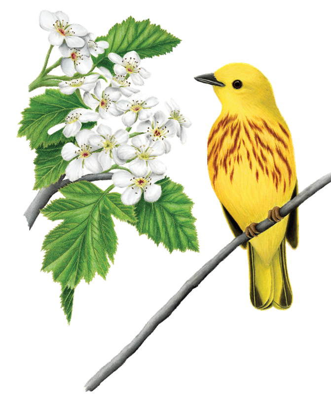 48_Wood_Warblers