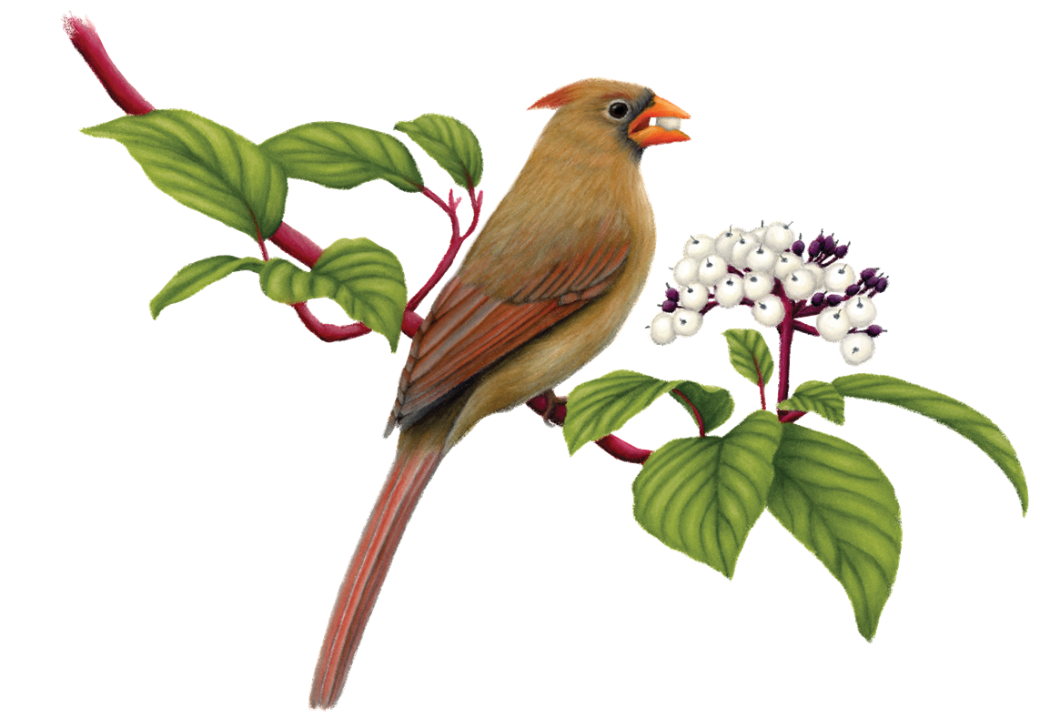 49_Cardinals,_Grosbeaks,_Buntings___Tanagers