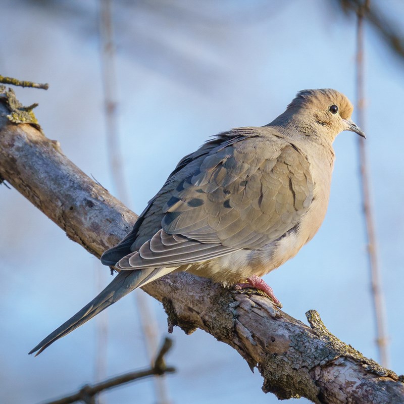 4_Doves___Pigeons