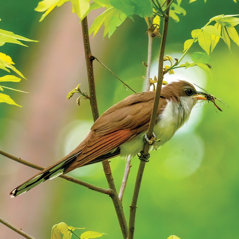5_Cuckoos