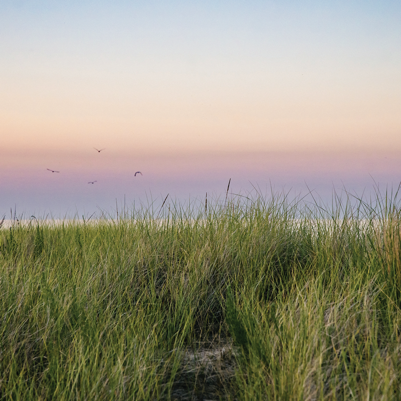 Wild grasses on a sandy beach with lake front and blue skies.