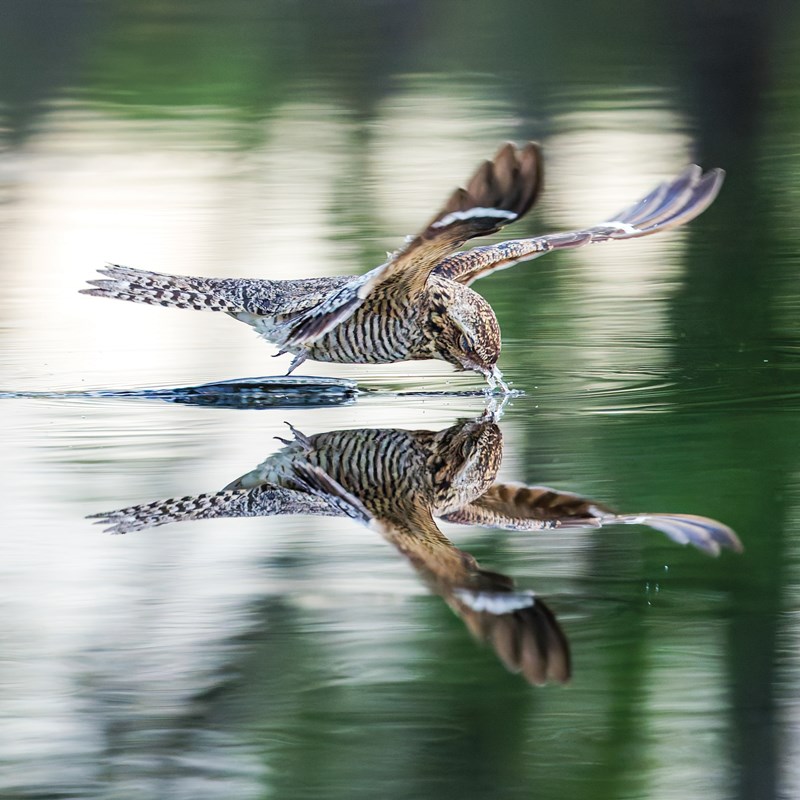 6_Nighthawks___Nightjars