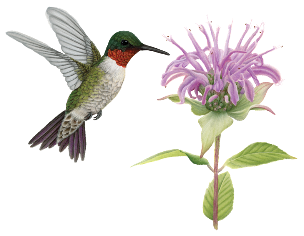 8_Hummingbird