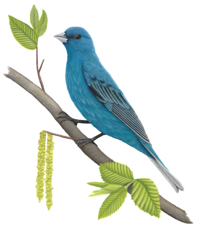 Illustrator of a blue Indigo Bunting bird sitting on a tree branch with green leaves.