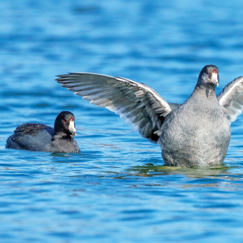 9_Rails,_Coots___Gallinules