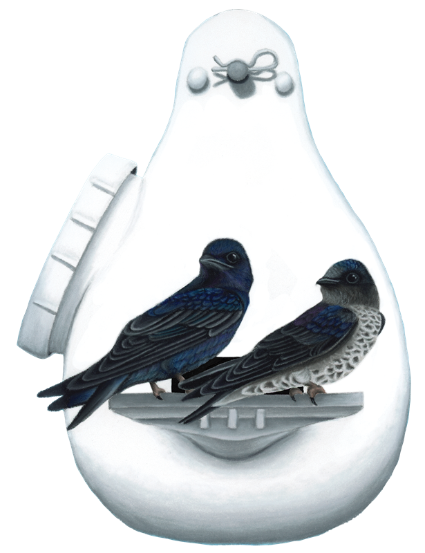 31_Swallows
