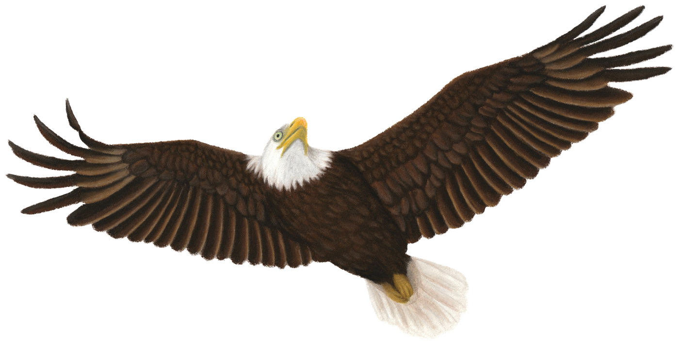 BaldEagle