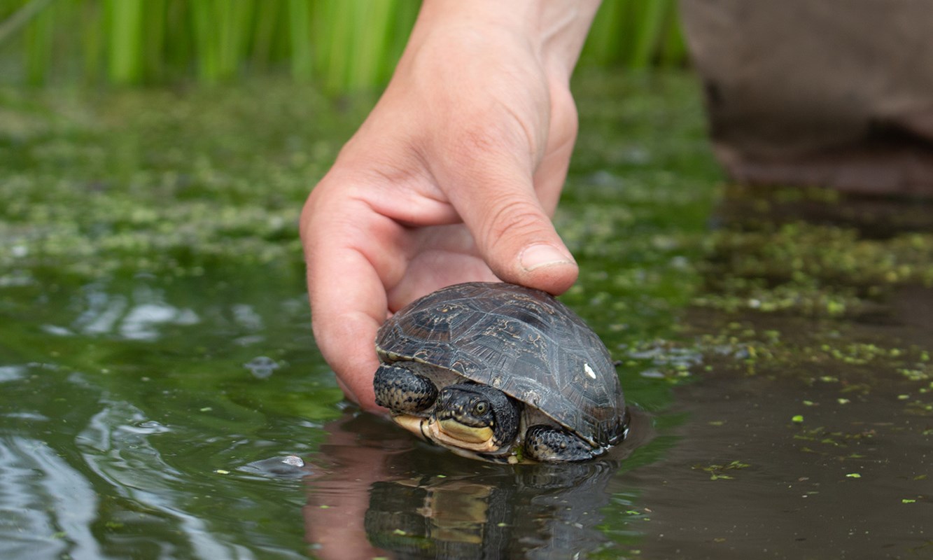 Natural Resource Technician placing blanding turtle into water.