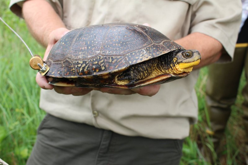 Blandings_Turtle