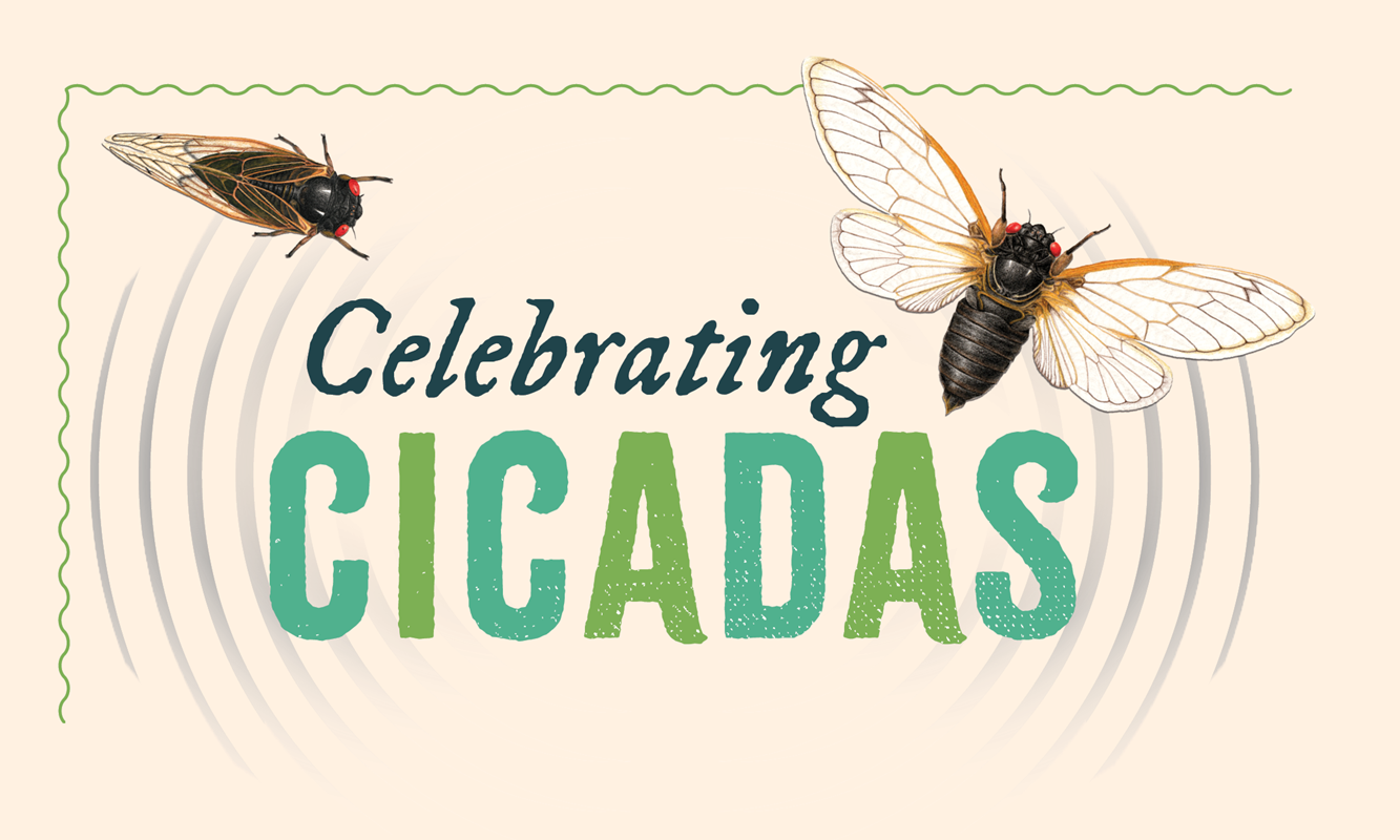 Cicadas-Website_Graphics-2024-1
