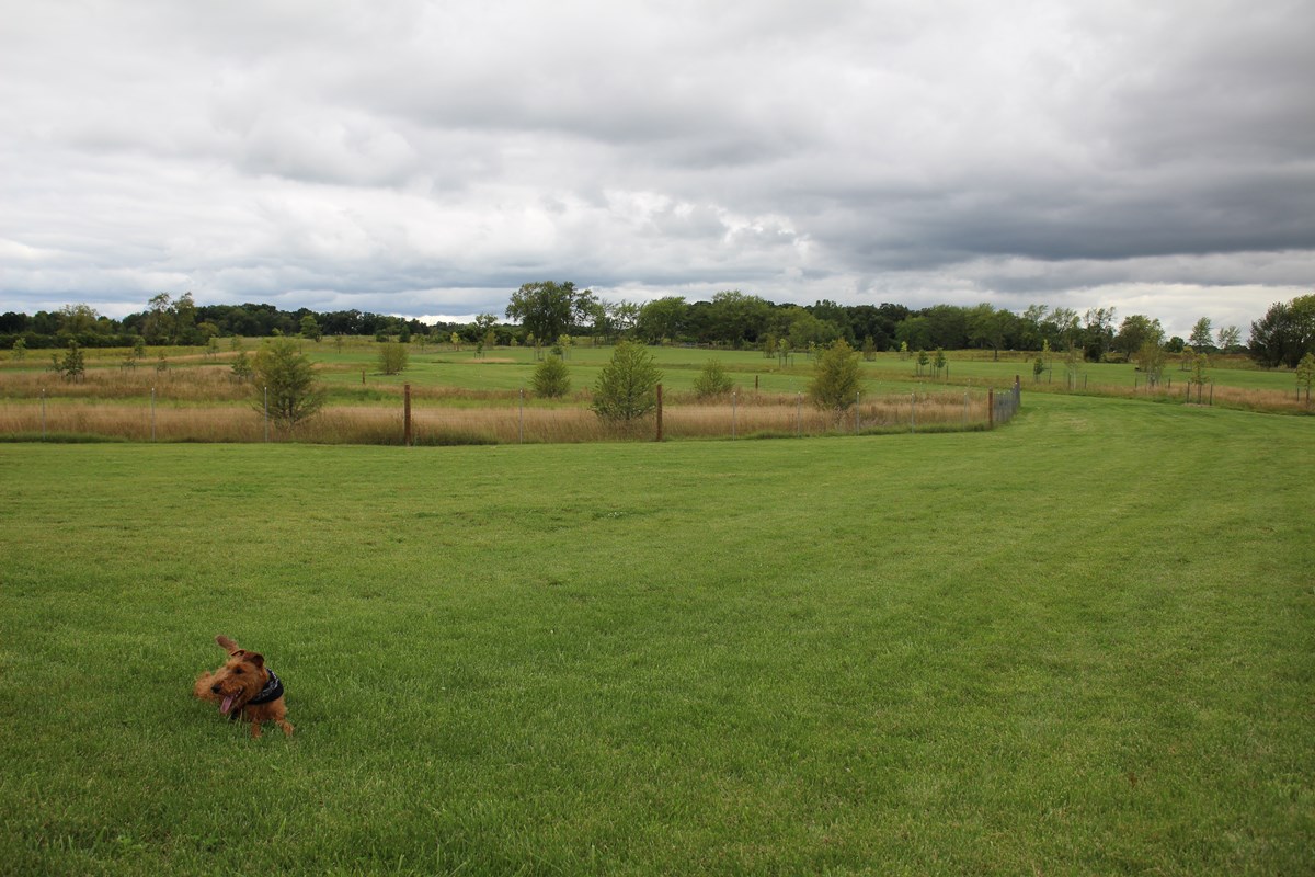 Dog running in open field at off-leash dog area