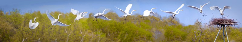 Egret-Almond_Marsh-Jeff_Goldberg