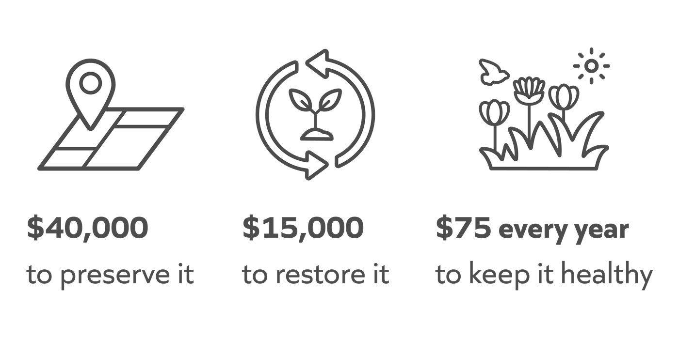 $40,000  to preserve it. $15,000  to restore it. $75 every year to keep it healthy.