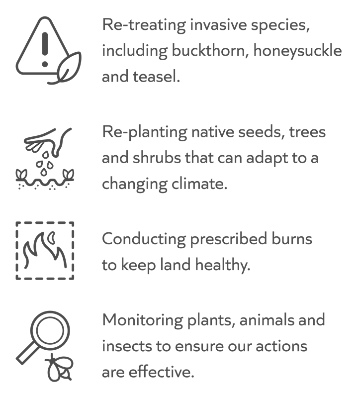 Re-treating invasive species, including buckthorn, honeysuckle and teasel. Re-planting native seeds, trees and shrubs that can adapt to a changing climate. Conducting prescribed burns  to keep land healthy. Monitoring plants, animals and insects to ensure our actions  are effective.