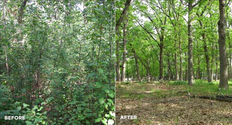 Invasive_Woody_Species_Before_and_After