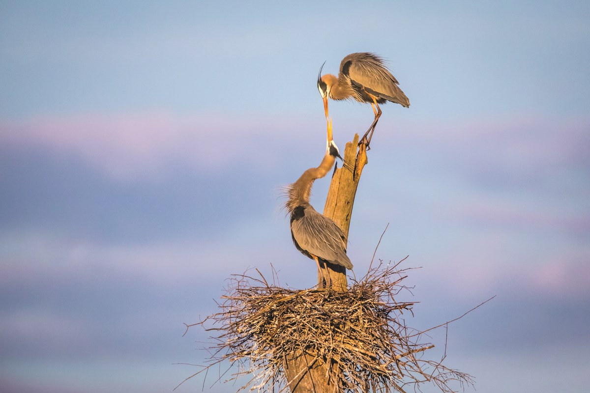 Jeff_Goldberg_Almond_Marsh