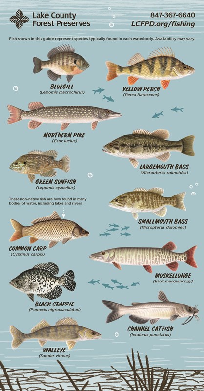 Lake County Forest Preserve fish species chart.
