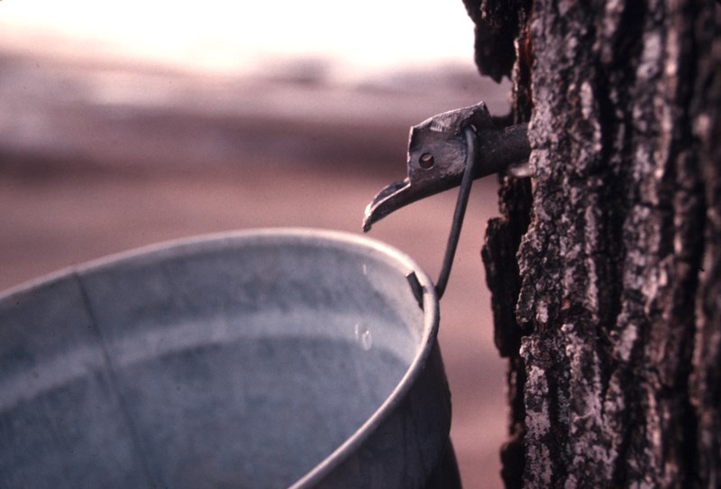 Maple_Syrup_Hikes