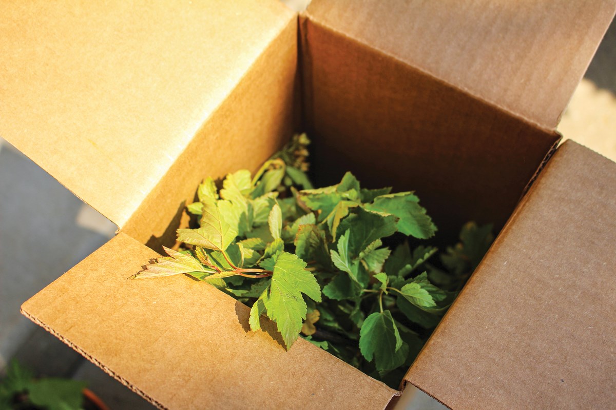 Native Plant order in shipping box.