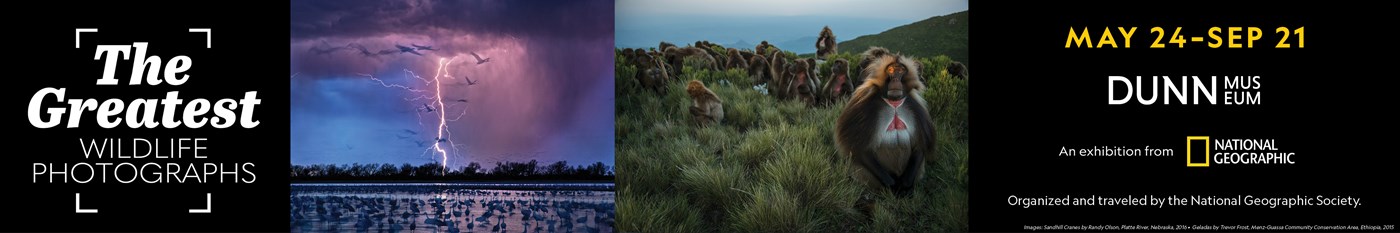 National Geographic- The Greatest Wildlife Photographs Exhibit at Dunn Museum