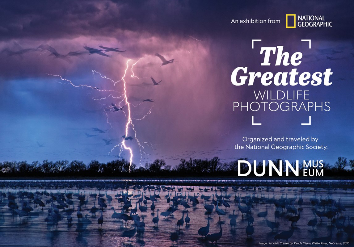 National Geographic-The Greatest Wildlife Photographs-Website Exhibit