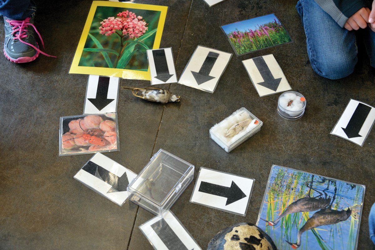 Photograph of game pieces for the Web of Life
