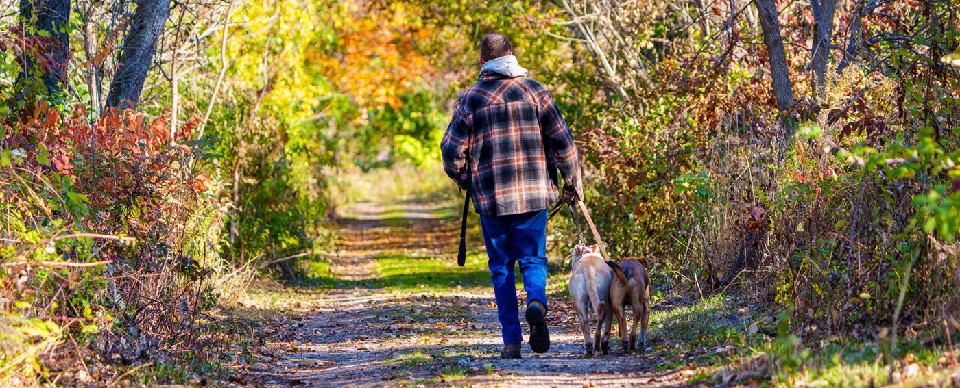 Man walking two dogs on path.