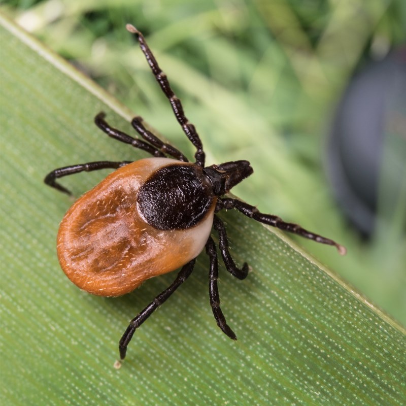 Orange and black deer tick crawling on a bright green leaf.