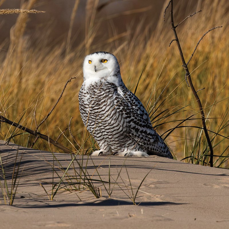 White, gray and black Snowy owl with bright yellow eyes. Resting on a sandy dune hill.