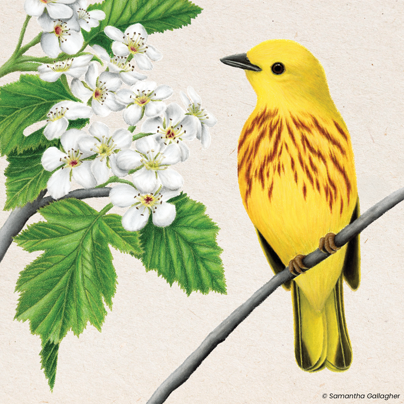 Yellow warbler sitting on a branch with white flowers.