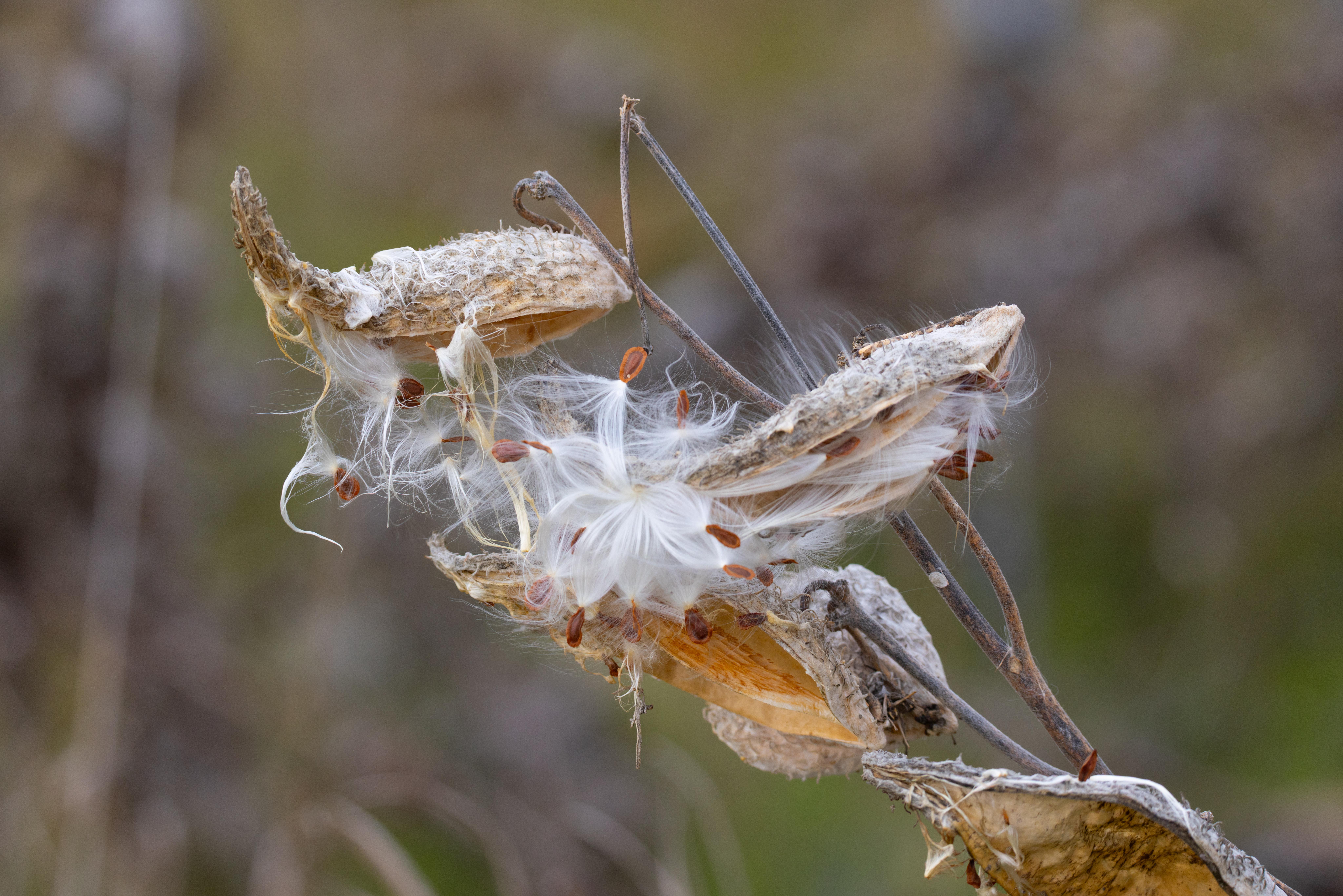 Milkweed-ROSA-Fall2025-©JustineNeslund_(2)