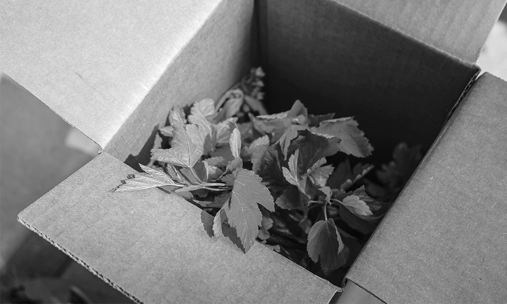 NPS-OnlineSales-BW