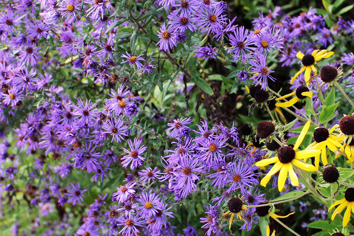 Native Plant Sale Lake County Forest Preserves