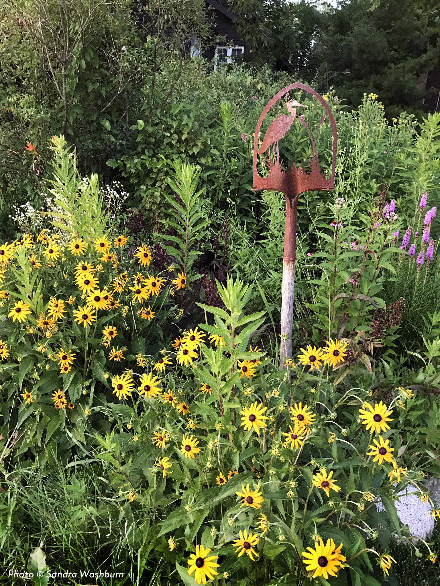 Bloomimg yellow native plant species.