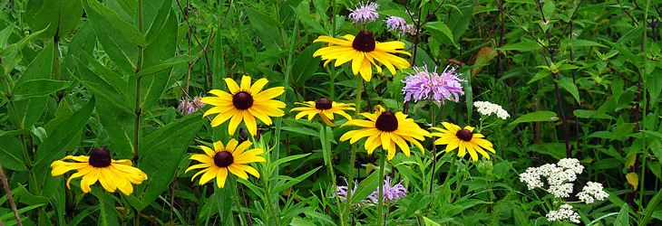Native-Plant-Sale-20100713-ROSA-016