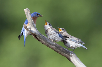 Naturalist