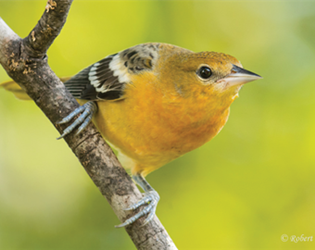 Bird